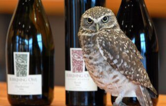 Burrowing Owl