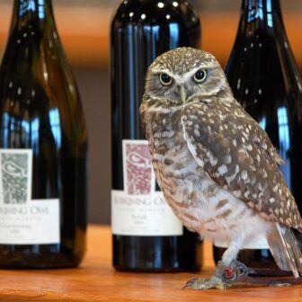 Burrowing Owl